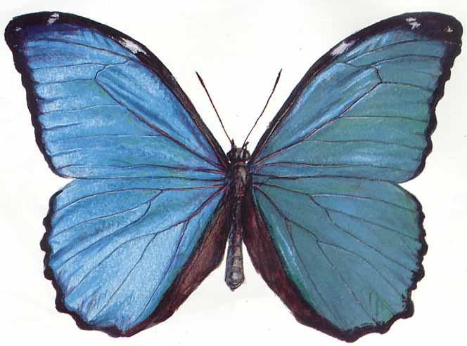 Ядовитых бабочек можно увидеть на выставке в Национальном парке “Нарочанский”