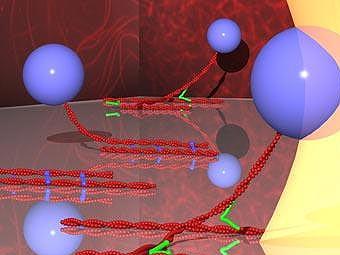 Лазерный пинцет позволил измерить силу взаимодействия белков