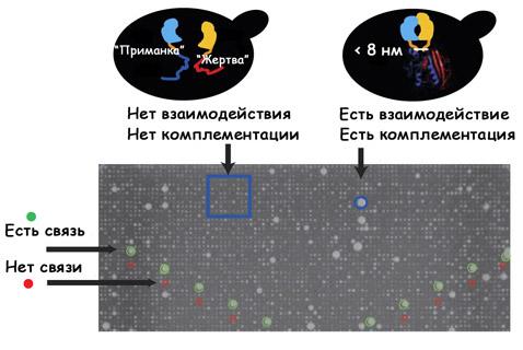 Новые механизмы внутриклеточных процессов